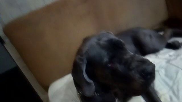 Dog монарх BIG собака смотреть онлайн
