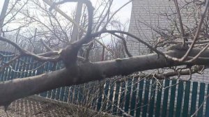 Снесли крону, всё заросло, как вернуть баланс.