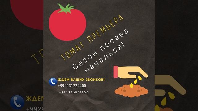 Томат Премьера F1 смотреть онлайн
