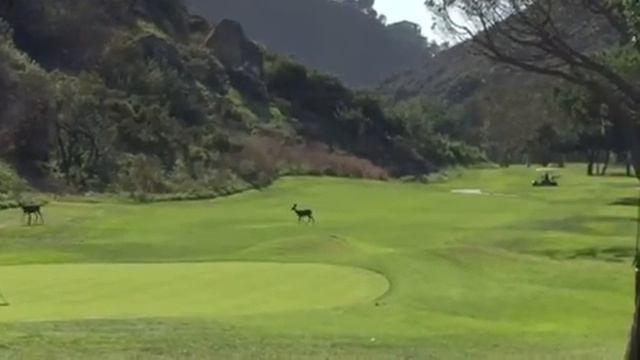 Laguna deer fairway смотреть онлайн