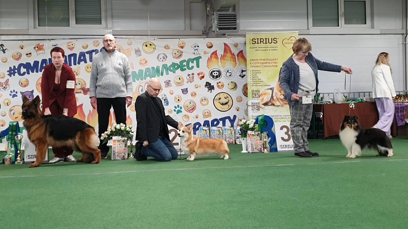 09.03.2025, СПб. Клуб "Фауна" ( РКФ, РФЛС). Выставка собак САС 1 группы FCI смотреть онлайн