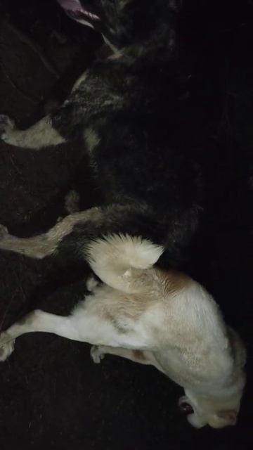 вязка элитных собак