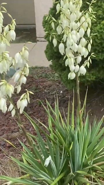 Adams Needle Yucca Far Up north смотреть онлайн