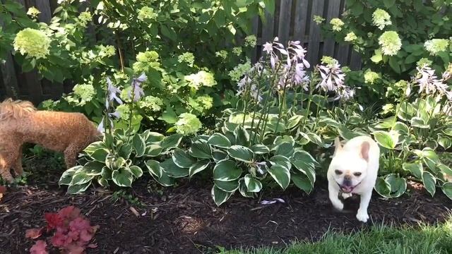 The hostas take a beating, but keep on growin’. смотреть онлайн