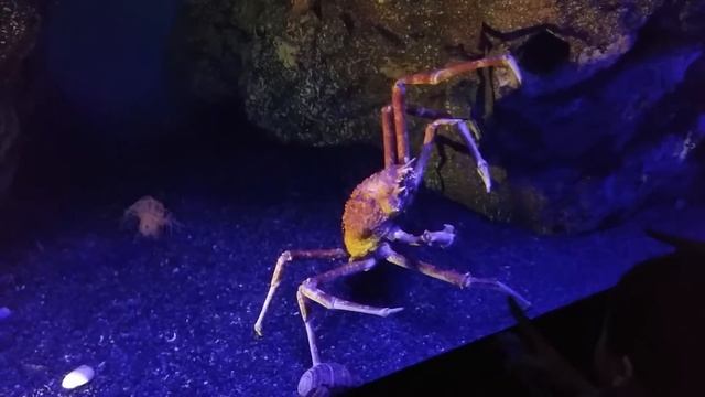 씨라이프 키다리거미게 смотреть онлайн