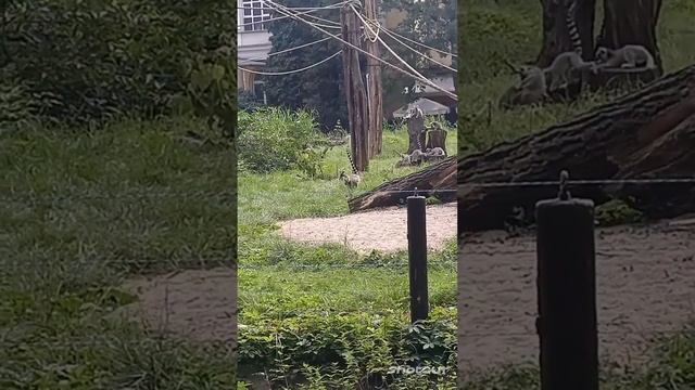 Zoo Зоопарк Вроцлава Польша смотреть онлайн