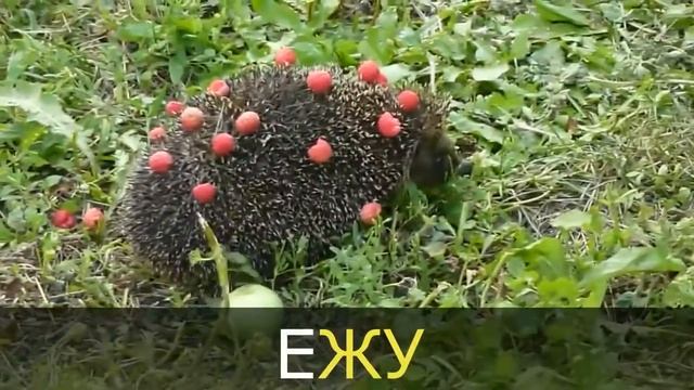 ЖА, ЖУ, ЖЕ, ЖИ