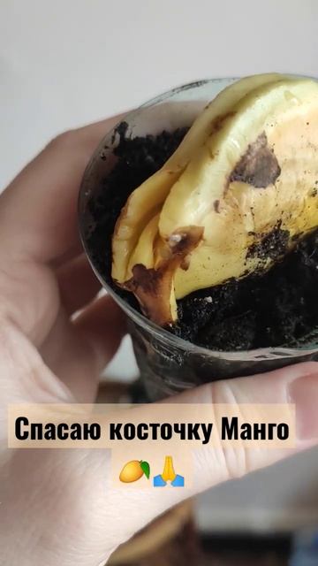 спасаю косточку манго / часть 1/ 19 апр
