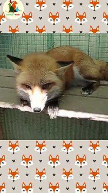 look at this cute and beautiful FOX 🦊 🥰 смотреть онлайн