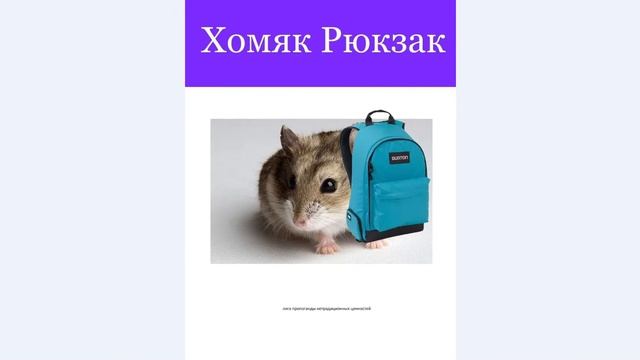 Хомяк Рюкзак смотреть онлайн