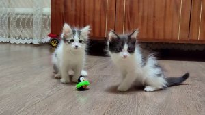 Милые котята весело играют. Наши маленькие котята сделают ваш день лучше.