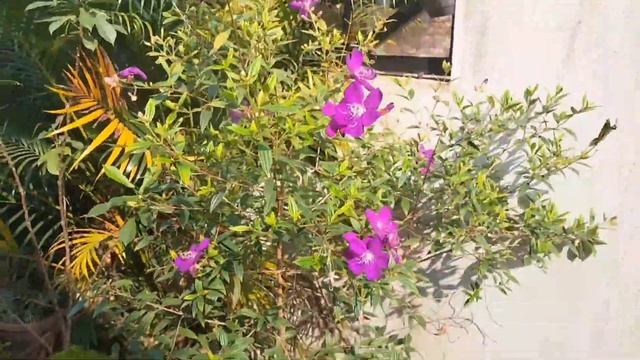 Melastoma plant care in malayalam #melastoma /മെലസ്റ്റോമ #Melastomaplant смотреть онлайн