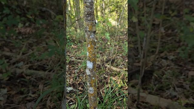 An Epiphytic Algae (Trentepohlia) On A Tree In Wakulla Springs, Florida, USA.