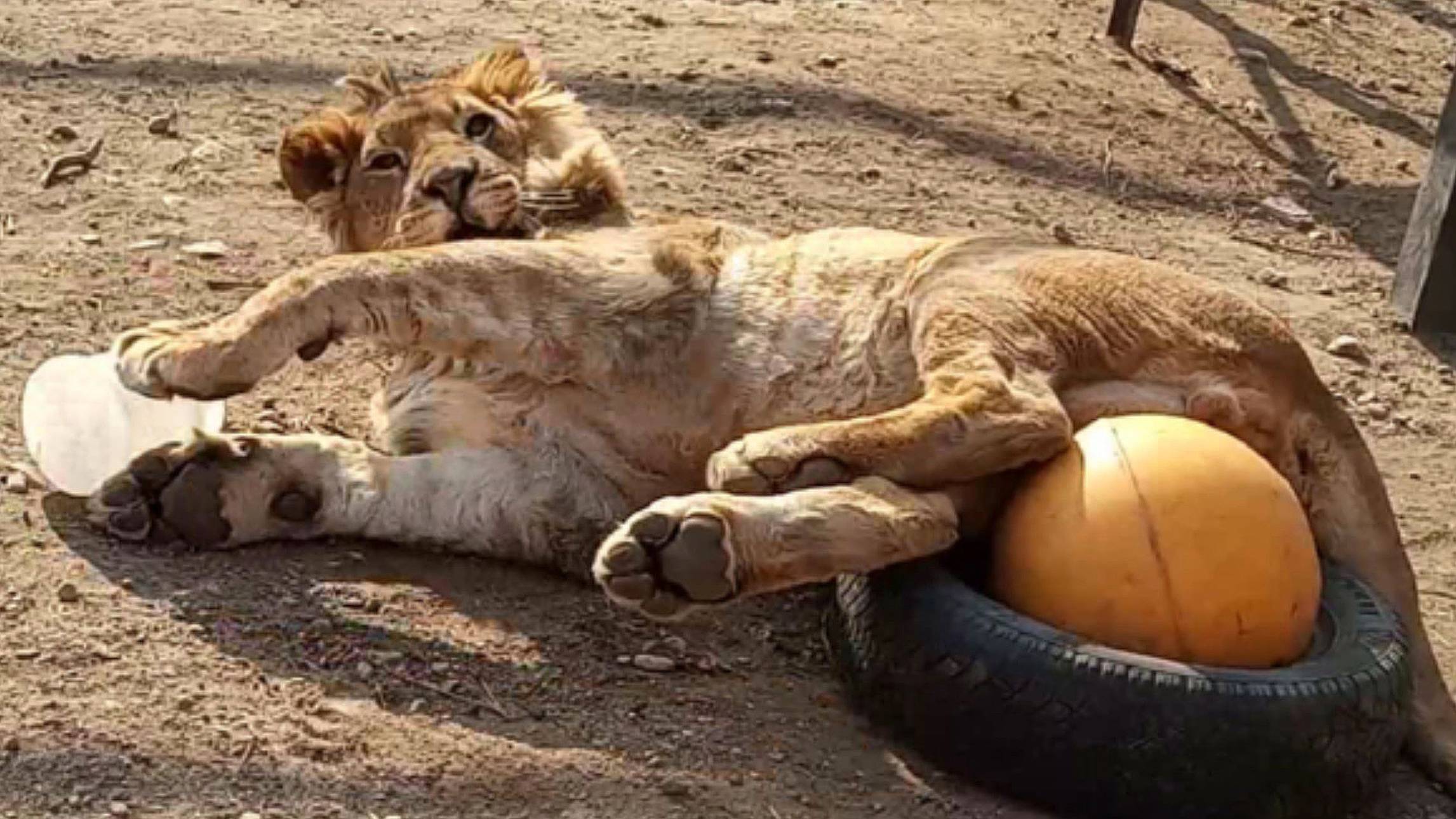 Очень приятно, царь! / Лев ШЕРХАН заряжает позитивом. (1 выпуск) смотреть онлайн