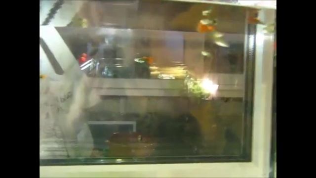 мой первый опыт разведения (моё очень старое видео) смотреть онлайн