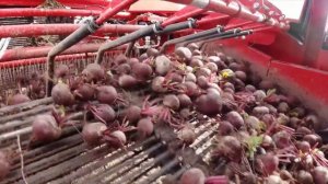 Уборка столовой свеклы картофелеуборочным комбайном GRIMME SV 260