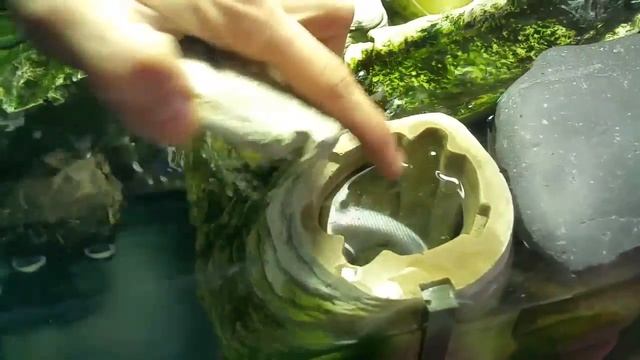 My pretty 55 gallon turtle tank смотреть онлайн