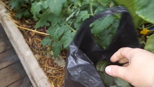 Дождь зарядил на неделю. В воздухе дым. Пойдём собирать огурцы. смотреть онлайн