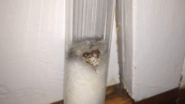 Pheidole Colony: The First Major? смотреть онлайн