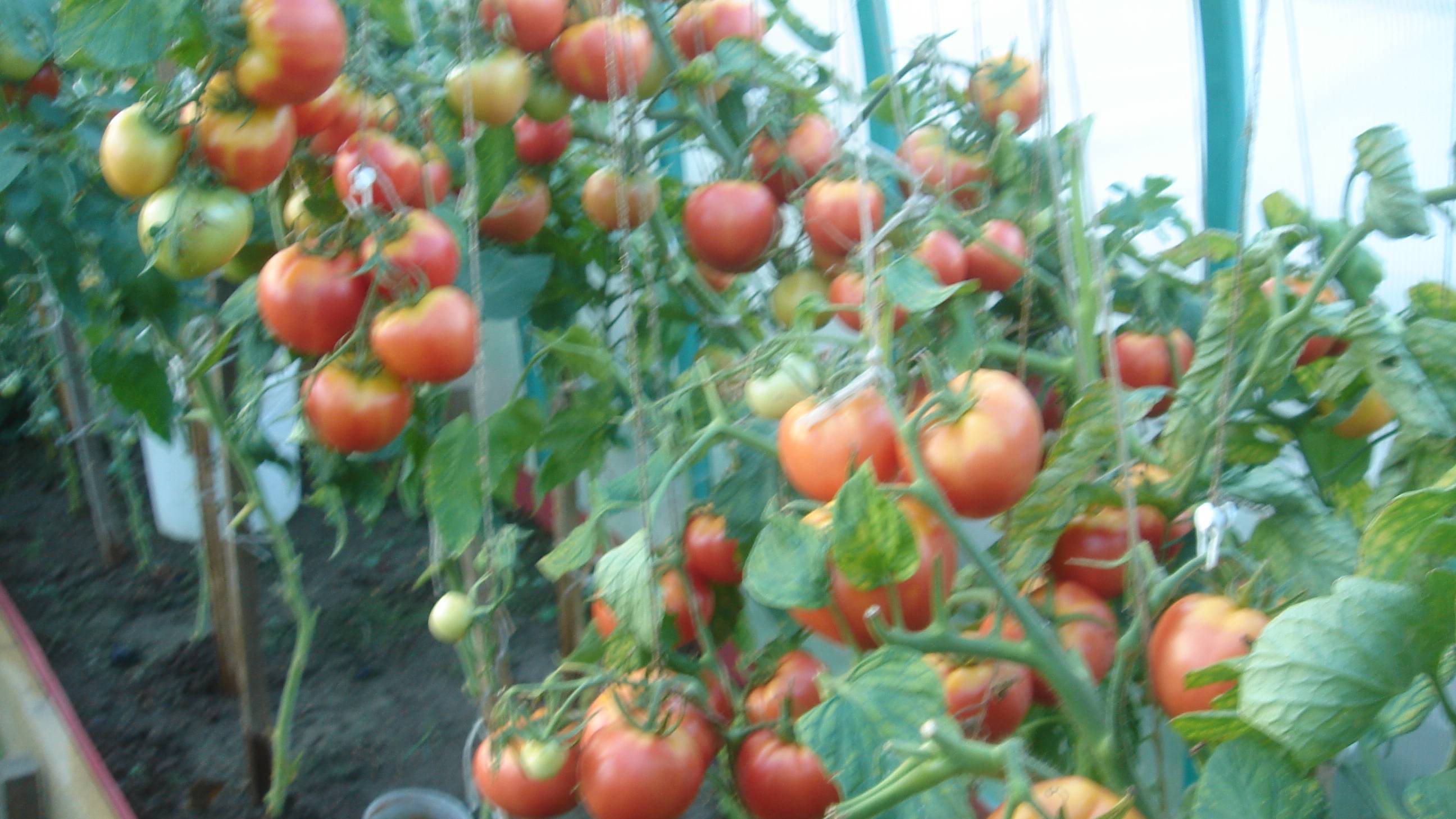 Подсветка для выращивания здоровой рассады.