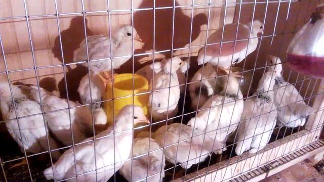 Цыплята Адлерские серебристые. Возраст 1 месяц смотреть онлайн