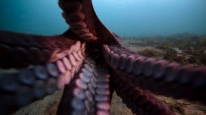 Секреты осьминога 2 серия «Мастера разума» (документальный сериал, 2024)