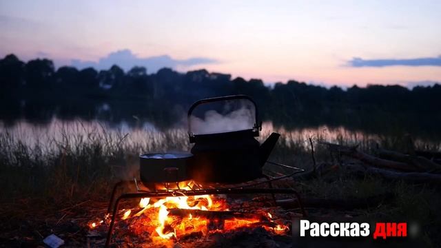 Умирающий белый медведь обратился за помощью к людям смотреть онлайн