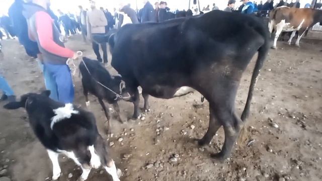 Шанбе Бозори Гулакандоз 7-октябр нархи Букачахои майда ва калон моли оча бача ва гусфандхо имруз смотреть онлайн