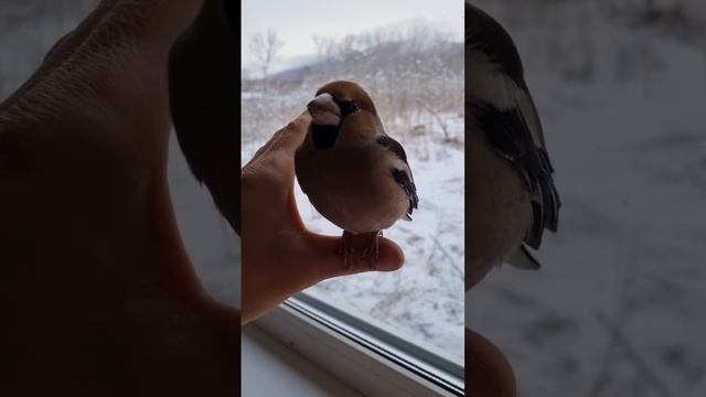 Дубонос в гостях) смотреть онлайн