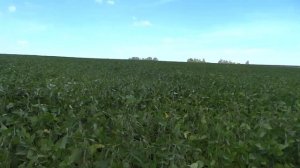 13.08.18 Соя, нормы высева, визуальный эффект (25 см)