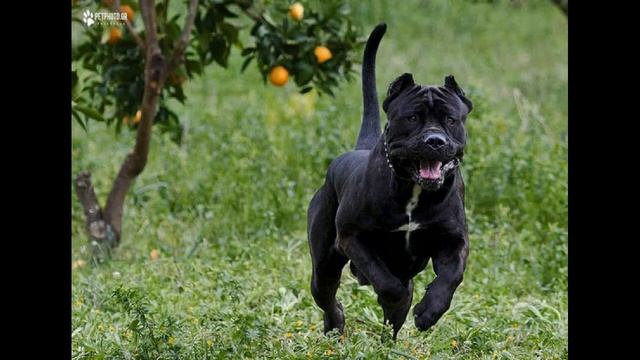 Американский бандог