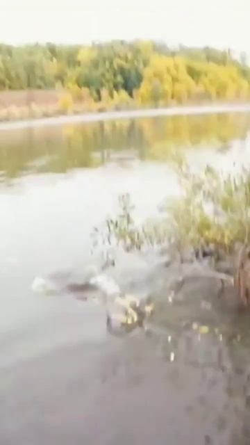 Константин андропов поймал щуку рукой! #видео не моë! #рыбалка#рек#осень смотреть онлайн