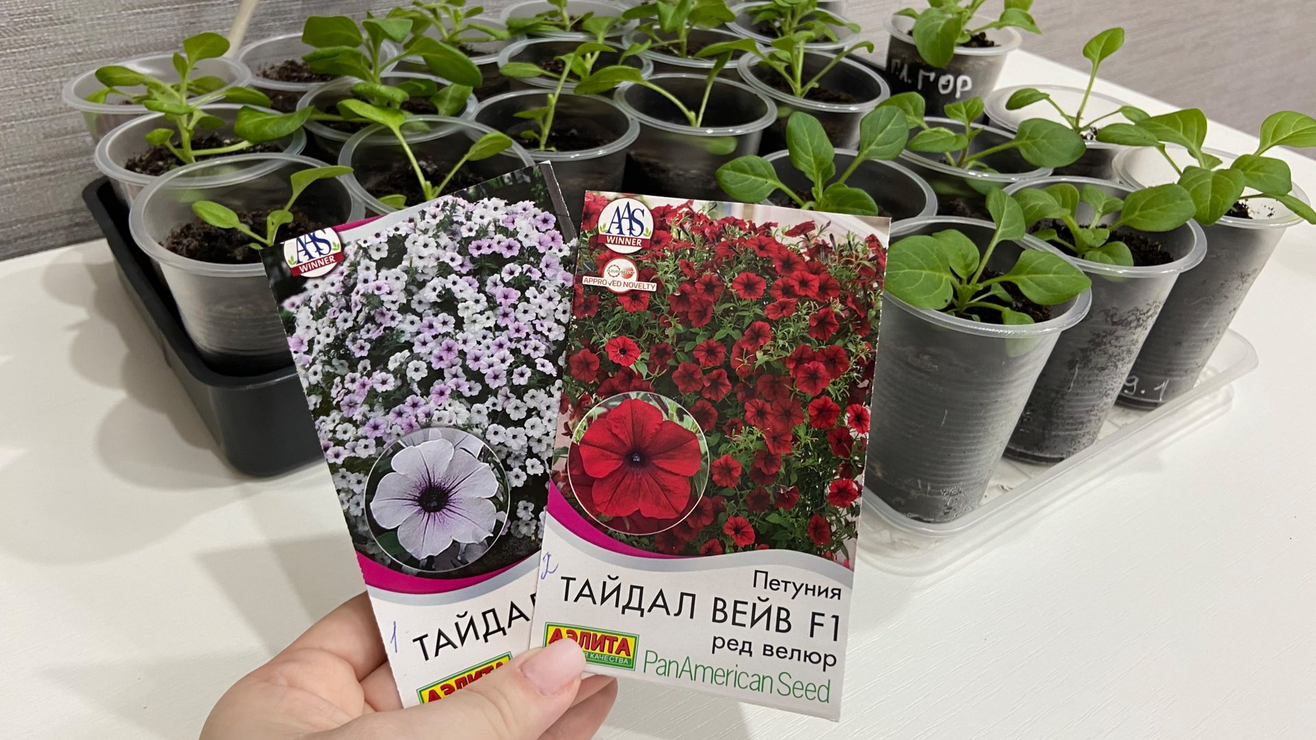 Развитие петунии тайдал и самосборной петунии. смотреть онлайн