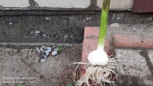 Выращиваем чеснок. Эксперименты и результаты. Часть 8