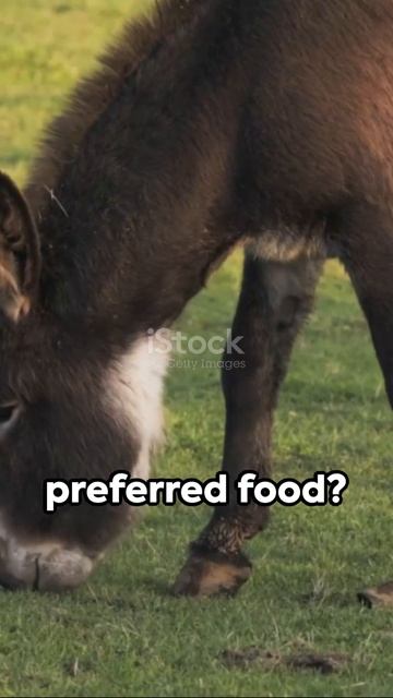 Sturdy Creature Did You Know? #donkey #mammathjack смотреть онлайн