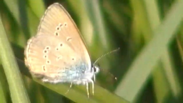 Cyaniris semiargus klaverblauwtje смотреть онлайн