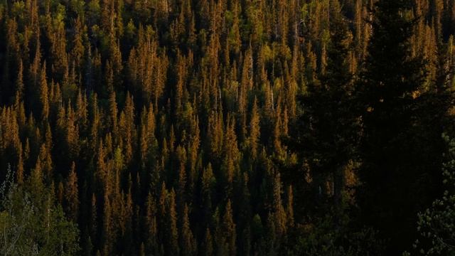 Звуки первозданного леса / Sounds of the primeval forest