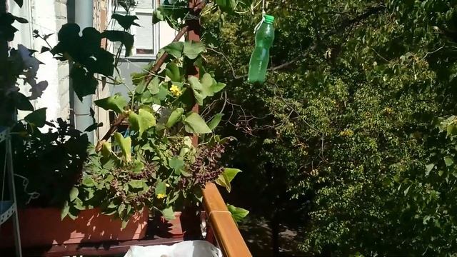 Огород на балконе смотреть онлайн