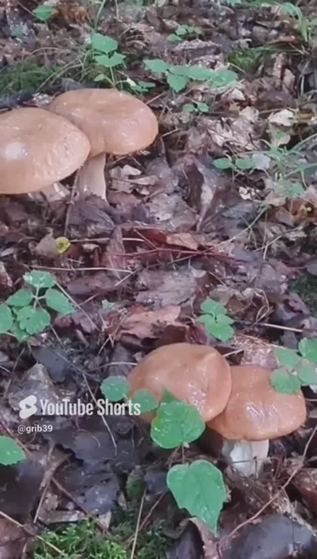 ШОК для грибника. БЕЛЫЕ ГРИБЫ они полянами. Утро и рассвет в лесу смотреть онлайн