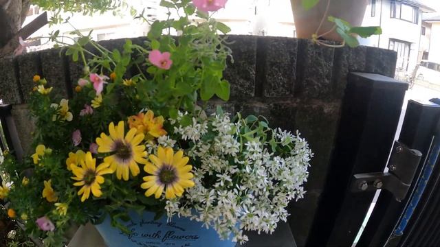 【オステオスペルマム、ユーフォルビアダイヤモンドスノーなど寄せ植え】【ガーデニング、園芸、花】 смотреть онлайн