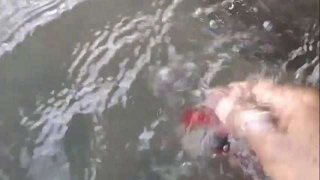 $1 to $1,000,000 Cars Car in GTA 5 ( Box Full Of Cars Lotus ) смотреть онлайн