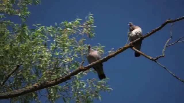 Гордые красавцы: осторожные вяхири смотреть онлайн