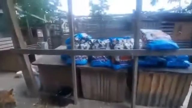 Получили корм на опукунских питомцев от БФ HAPPY PAW. Благодарим фонд и благотворителей! смотреть онлайн