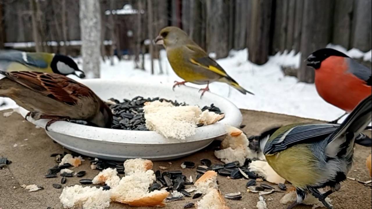 На кормушку прилетели Большие Синицы, Воробьи, Лазоревки, Снегири и Зеленушки (19.01.2025 года) смотреть онлайн