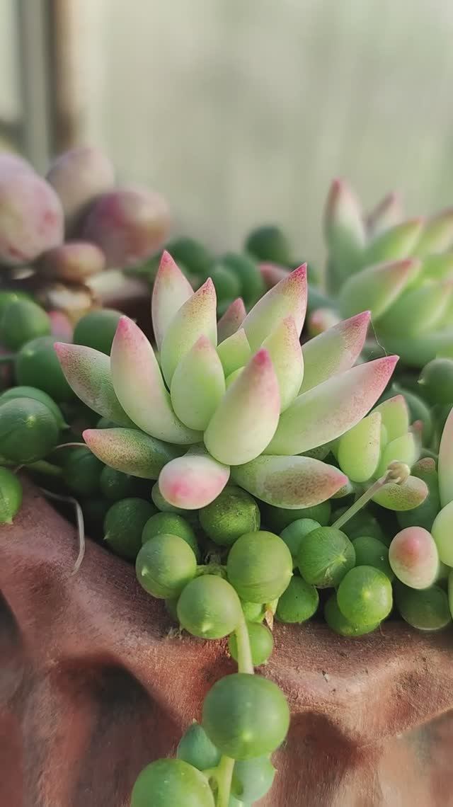 Седеверия Гарри Баттерфилд смотреть онлайн