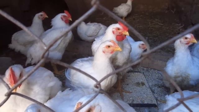 Содержание цыплят Бройлера и Утят