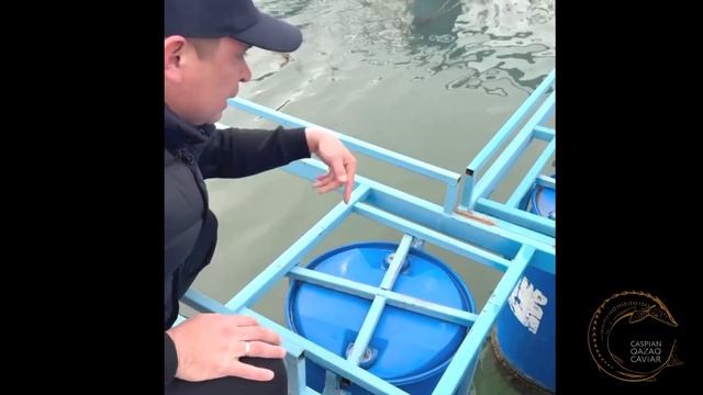 ВЫРАЩИВАНИЕ ОСЕТРОВОЙ РЫБЫ смотреть онлайн