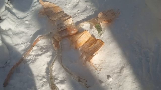 цаплязавр привет смотреть онлайн