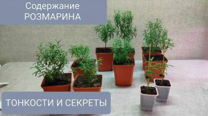 🔵РОЗМАРИН ДОМА. СОДЕРЖАНИЕ И ТОНКОСТИ ВЫРАЩИВАНИЯ!!