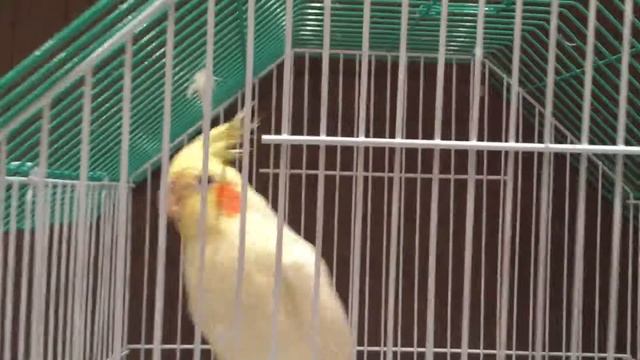 Попугай Корелла смотреть онлайн